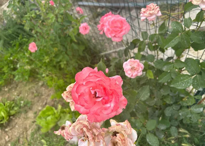 فندق مبيت وإفطار La Raganella D'oro Pico