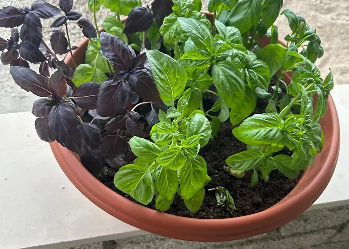 La Raganella D'oro فندق مبيت وإفطار *