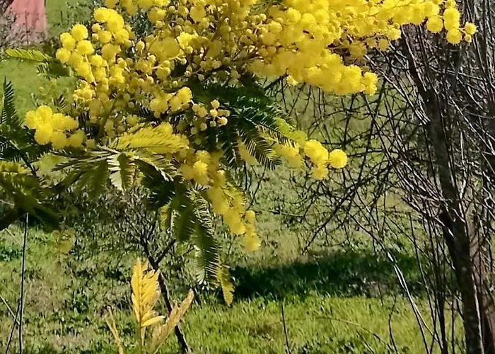 فندق مبيت وإفطار La Raganella D'oro *